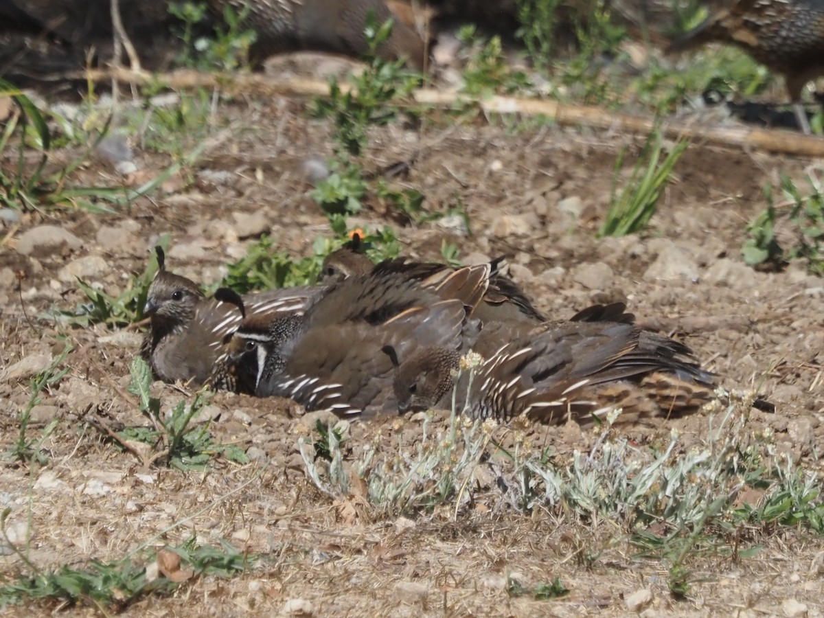 California Quail - ML646204685