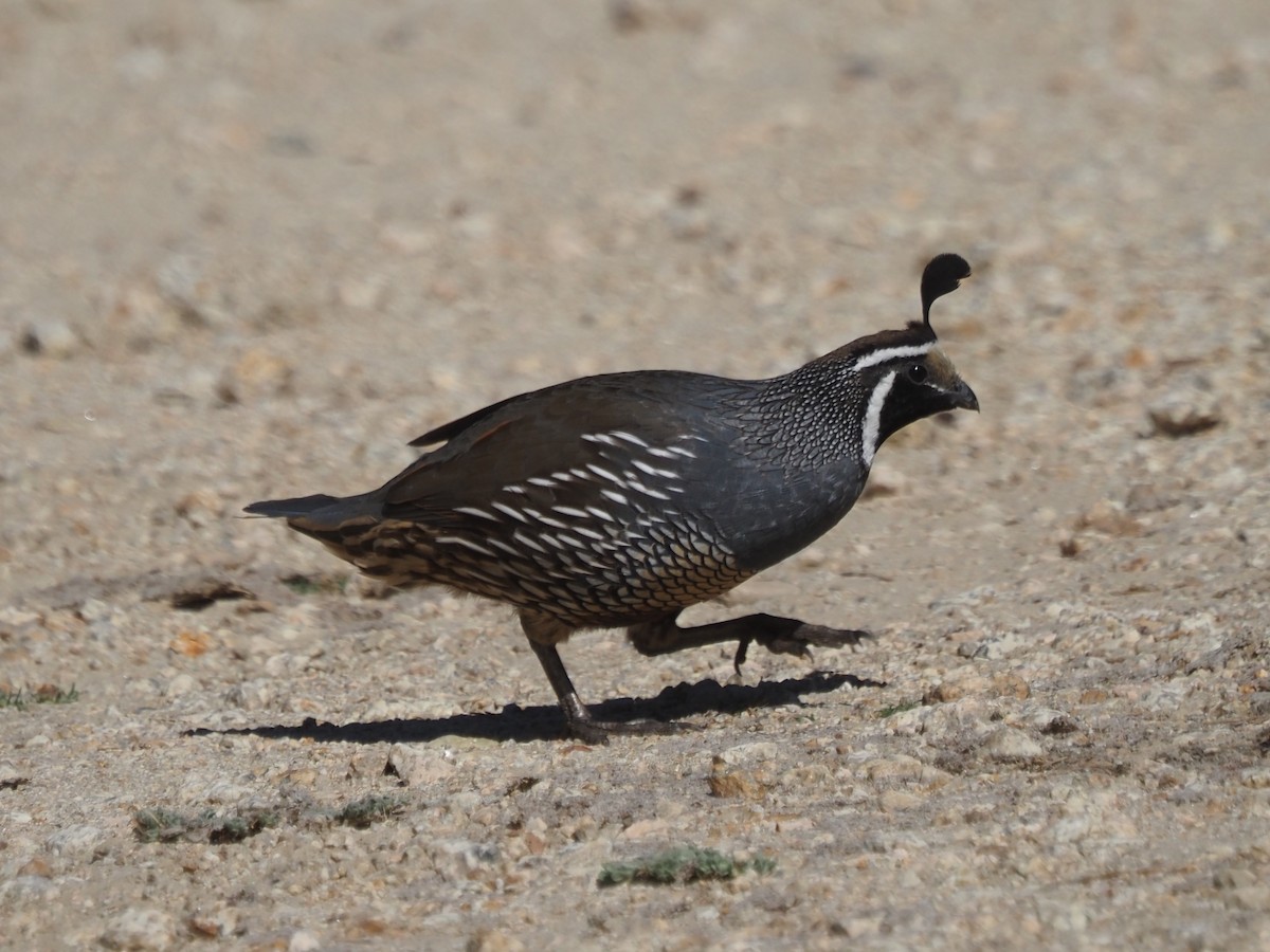 California Quail - ML646204686