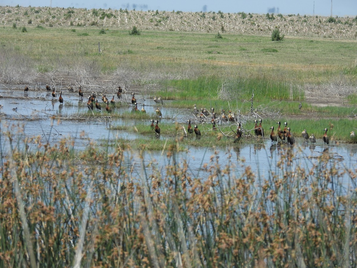 Белолицая древесная утка - ML646204687