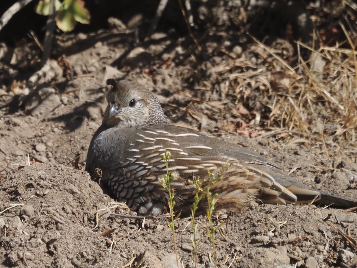 California Quail - ML646204688