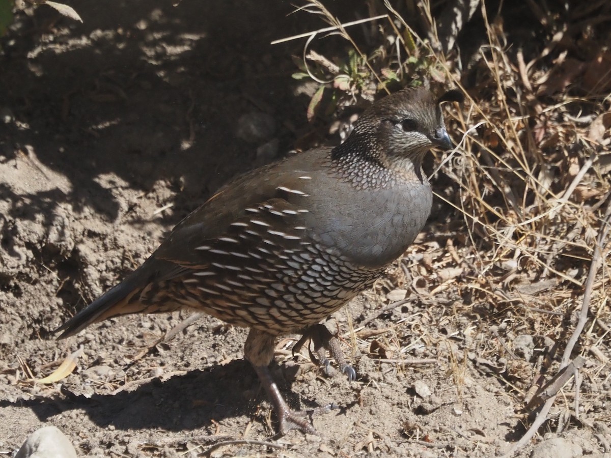 California Quail - ML646204689