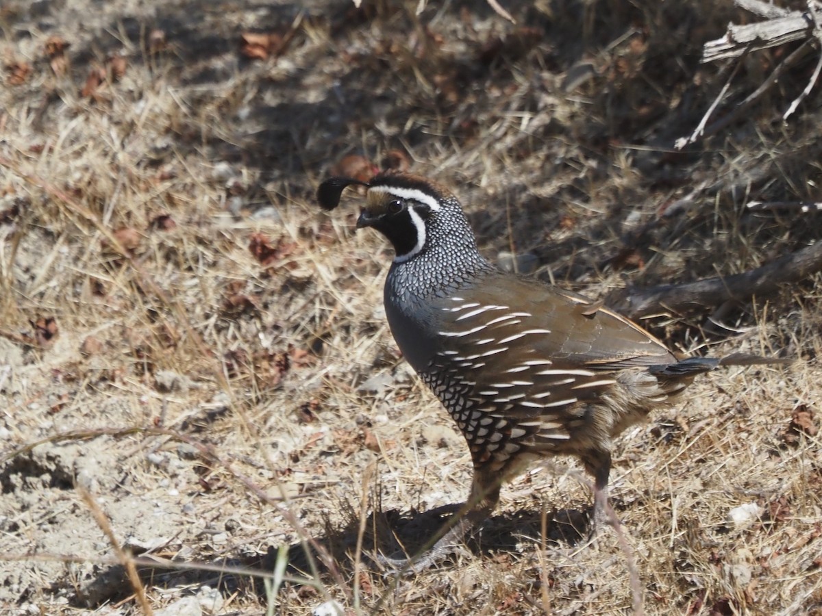 California Quail - ML646204690