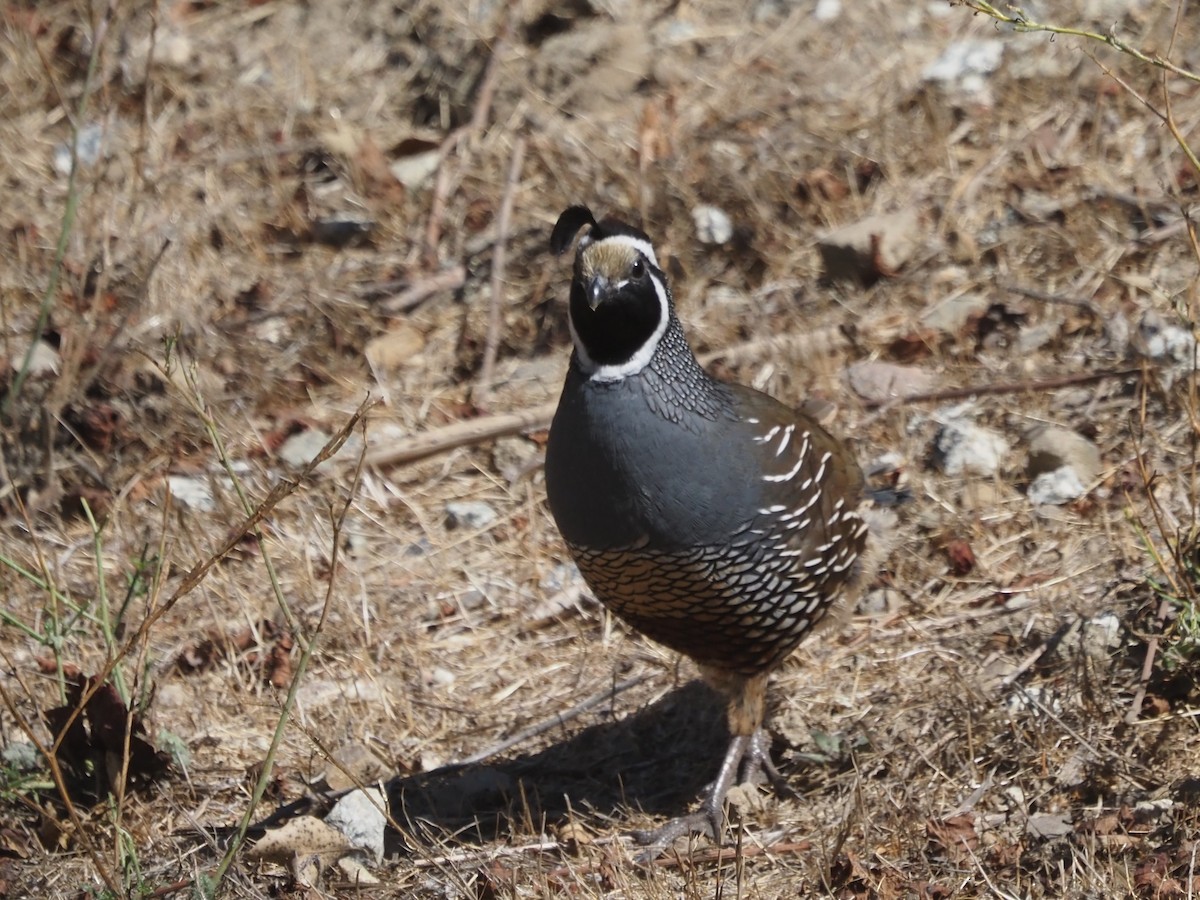 California Quail - ML646204691