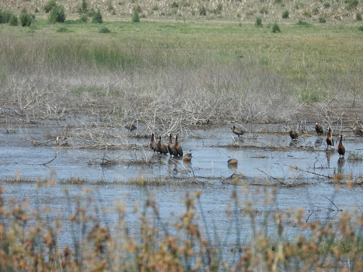 Белолицая древесная утка - ML646204692