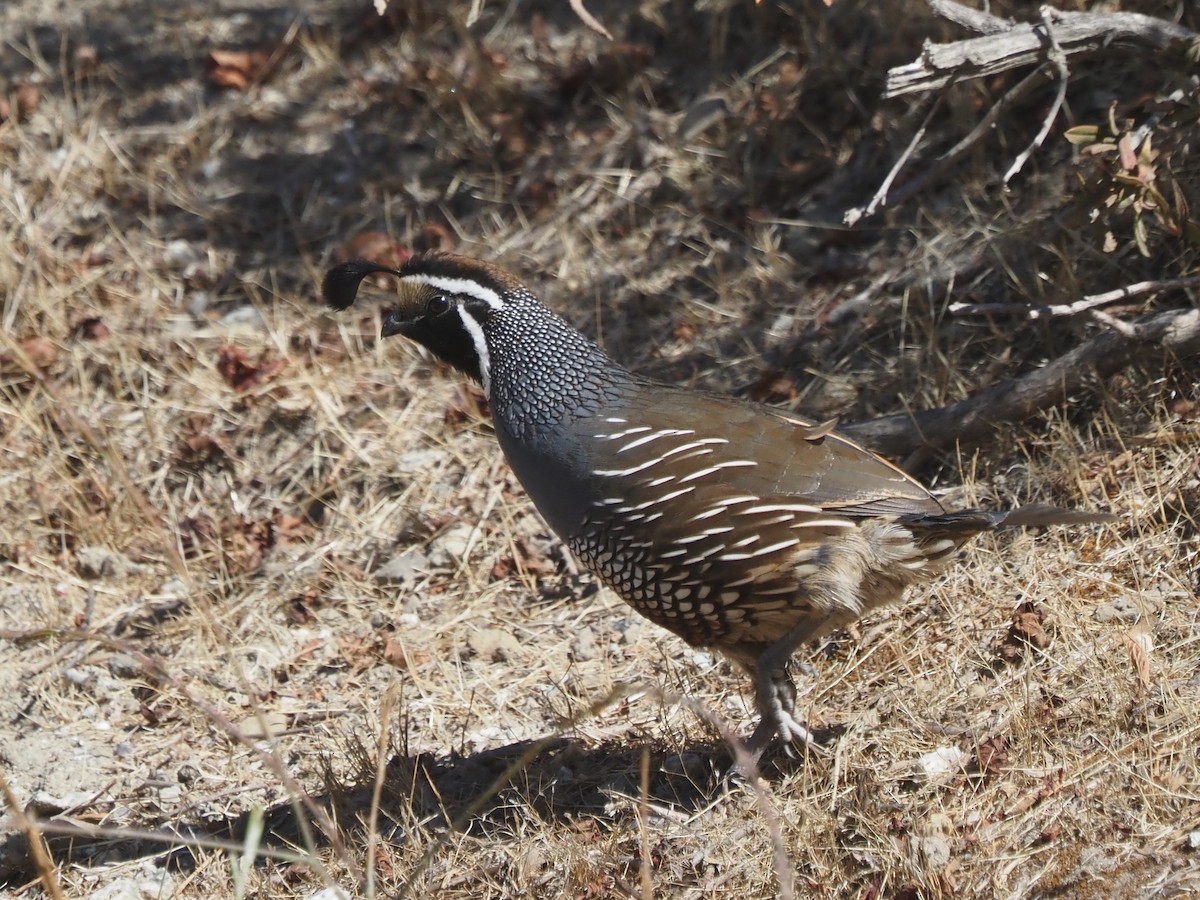 California Quail - ML646204693