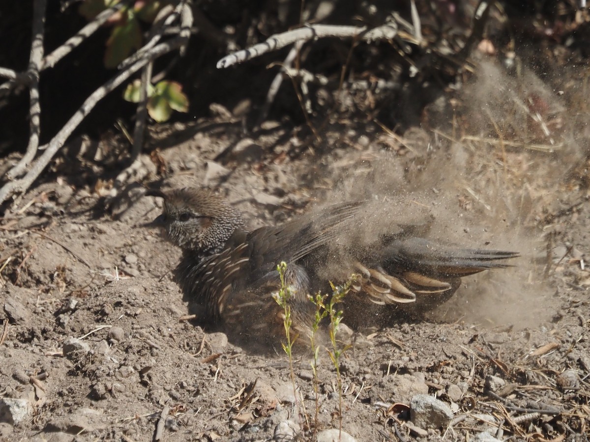 California Quail - ML646204694