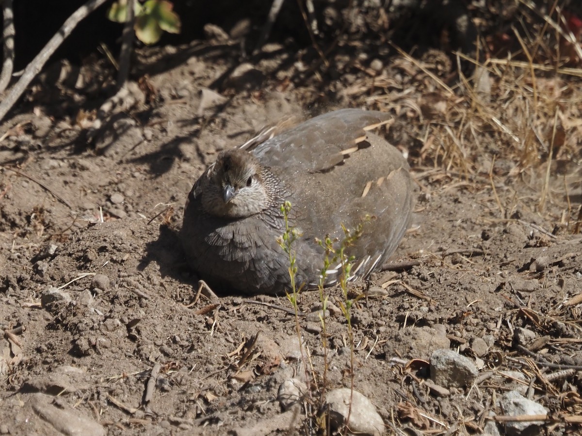California Quail - ML646204695
