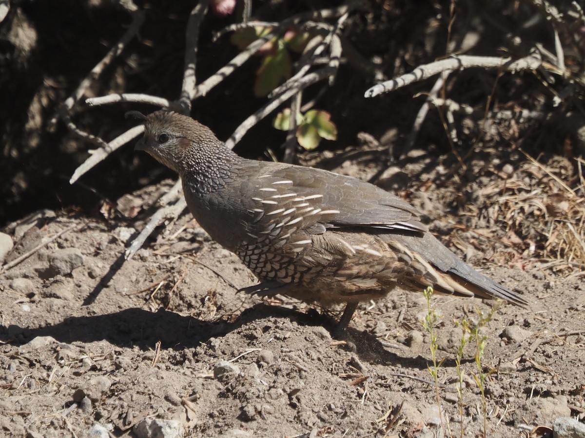 California Quail - ML646204696