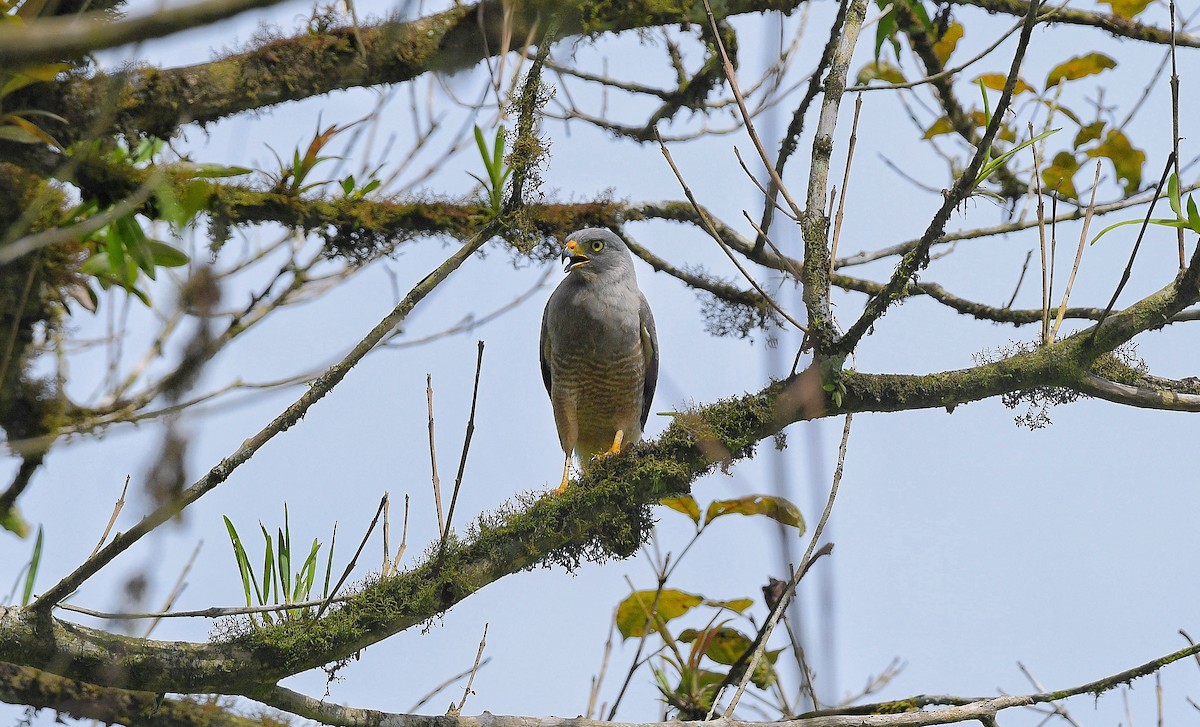 Дорожный канюк - ML646204697