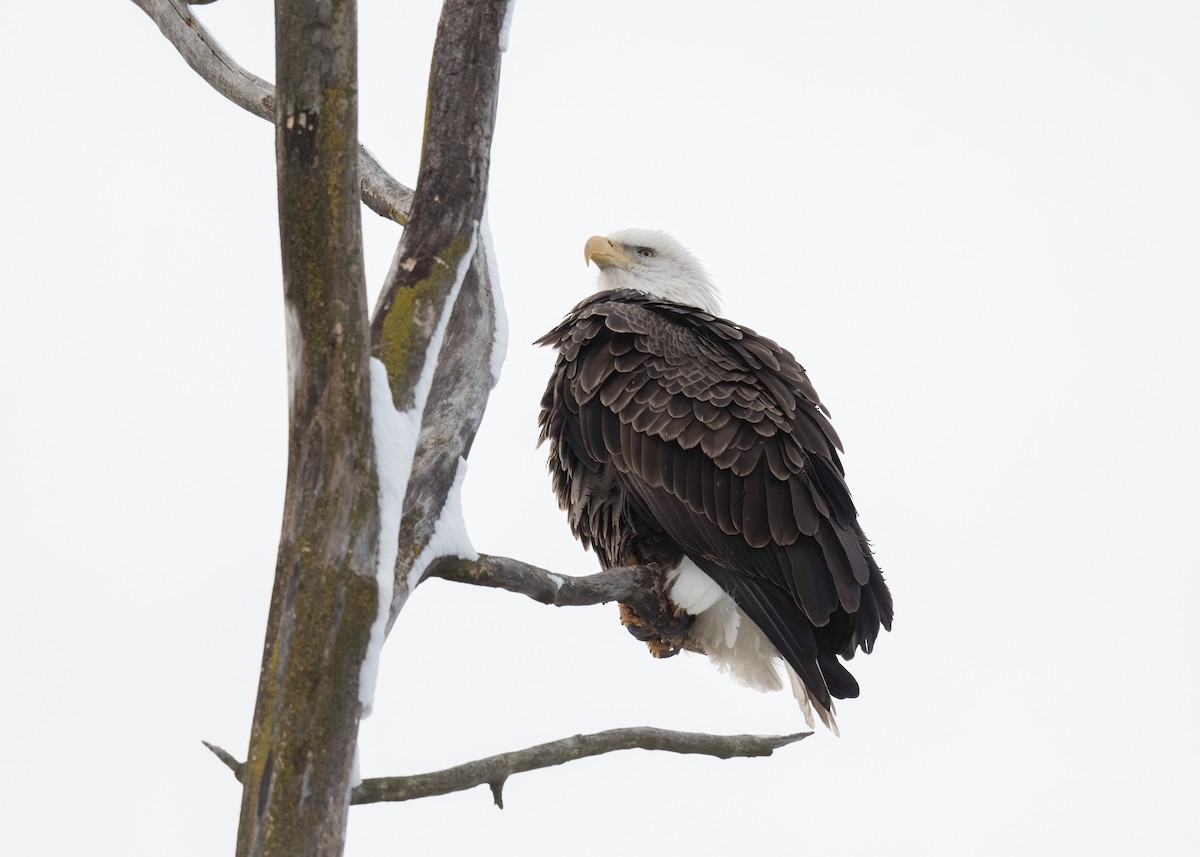 Bald Eagle - ML646204699