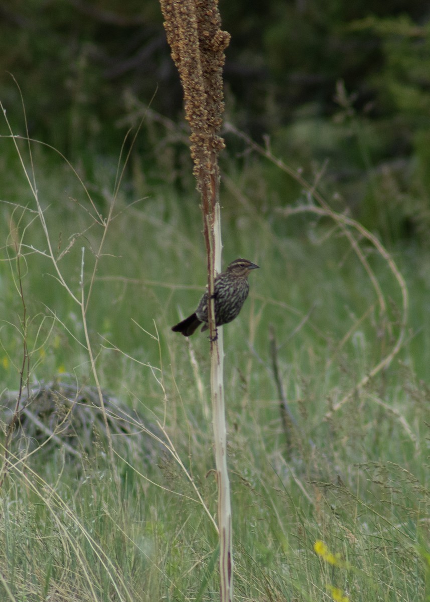 Red-winged Blackbird - ML646204700