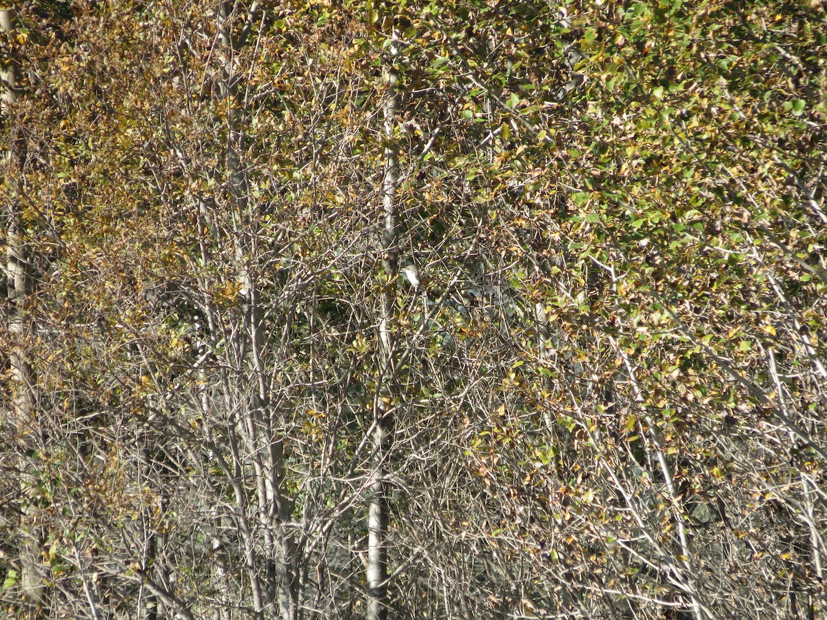 Желтоклювая пиайя - ML646204701