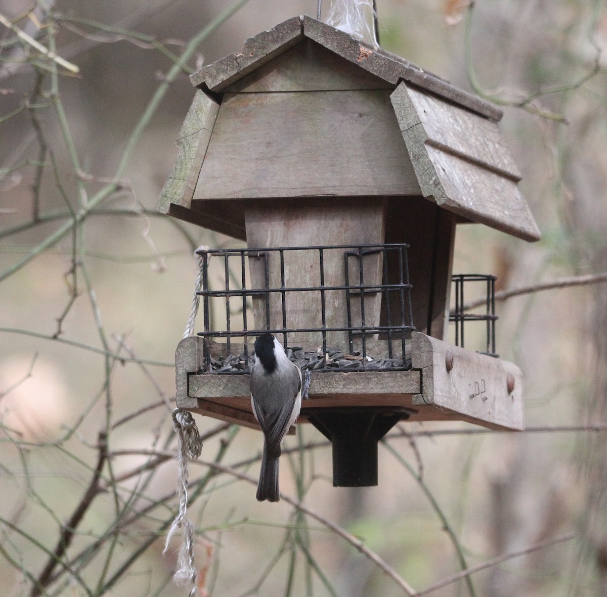 Carolina Chickadee - ML646204707