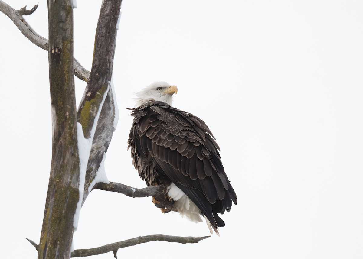 Белоголовый орлан - ML646204710