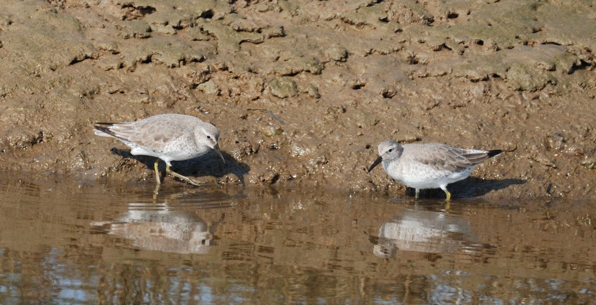 Исландский песочник - ML646204711