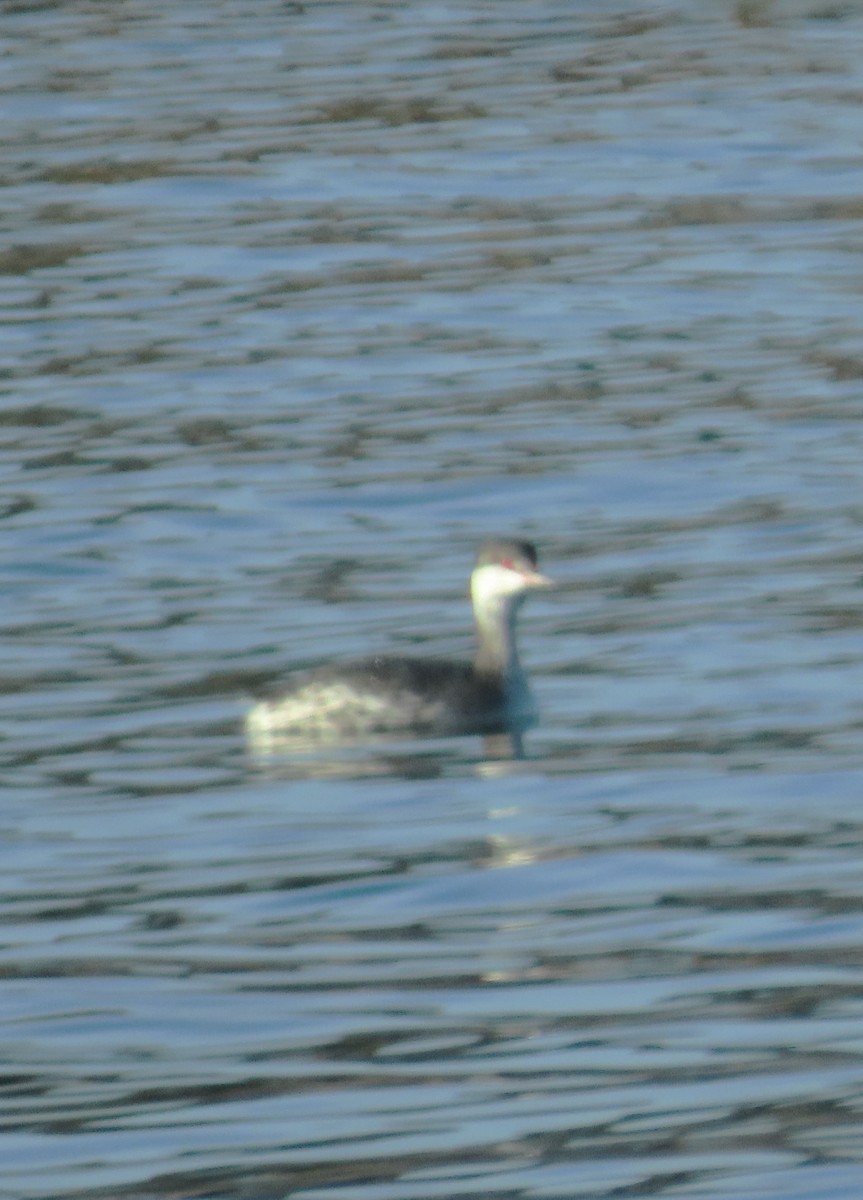 Красношейная поганка - ML646204712