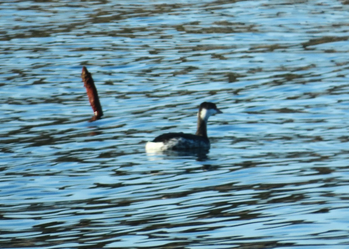 Красношейная поганка - ML646204713