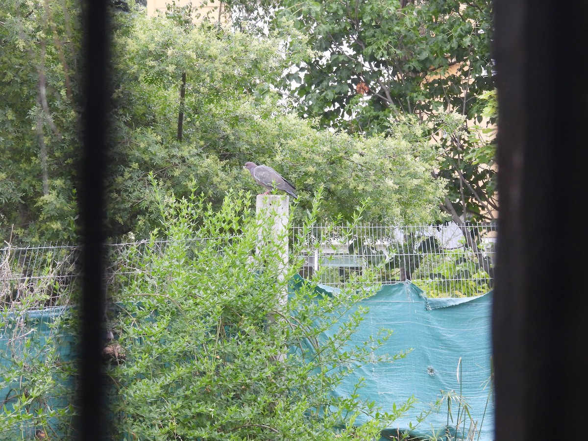 Темнохвостый голубь - ML646204714