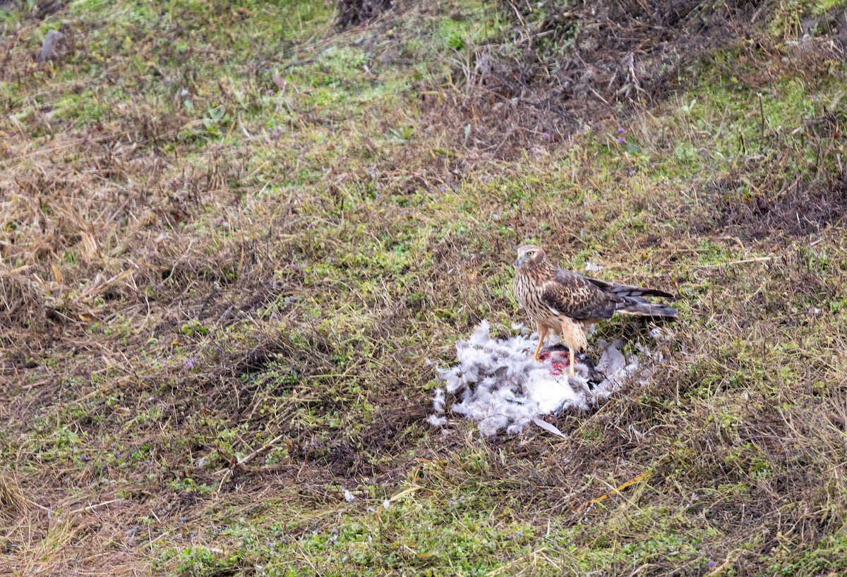 Американский лунь - ML646204715