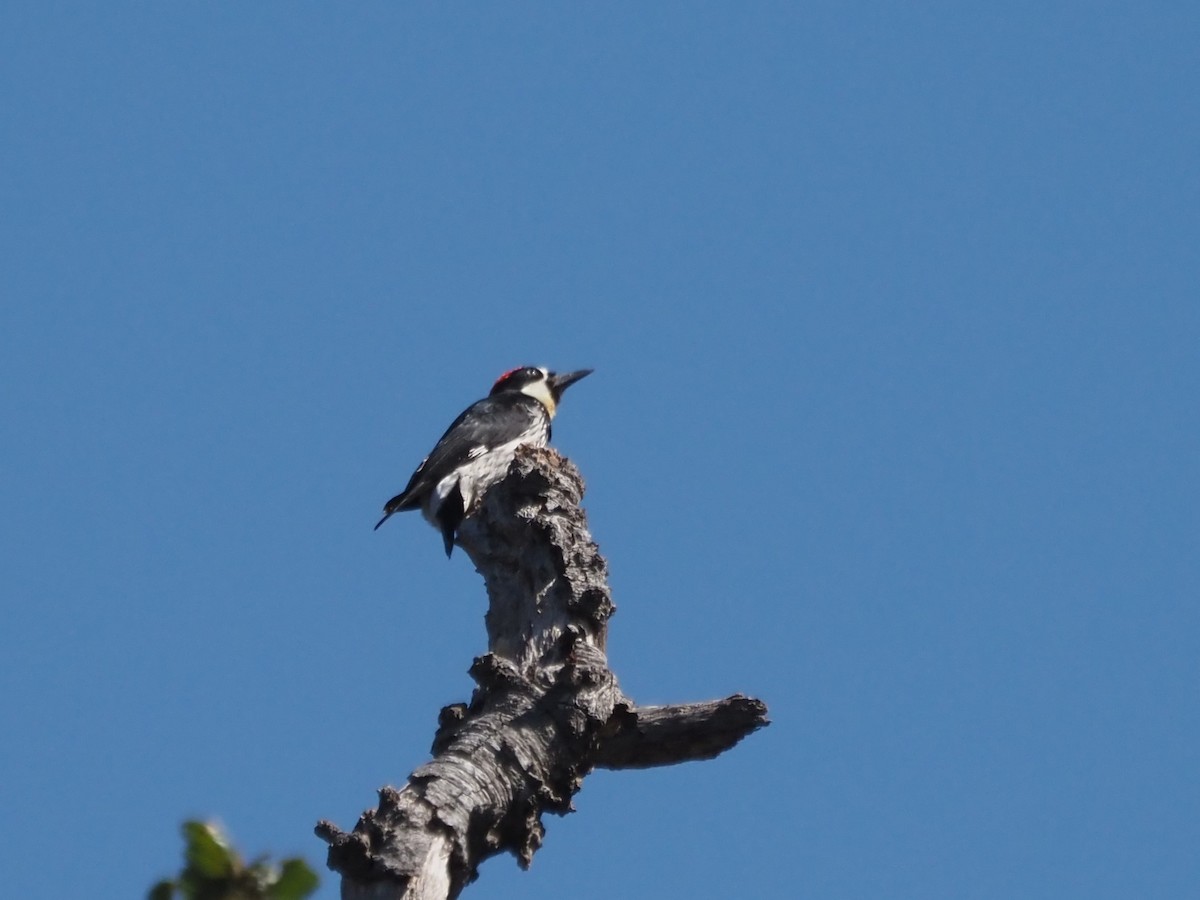 Желудёвый дятел - ML646204719