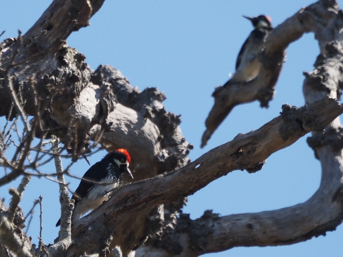 Желудёвый дятел - ML646204720