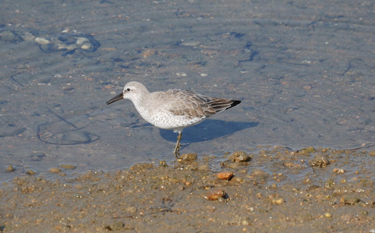 Исландский песочник - ML646204721