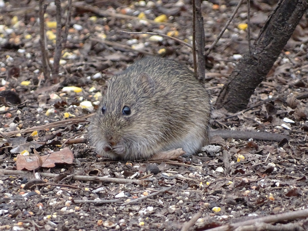 Cotton Rats - ML646204722