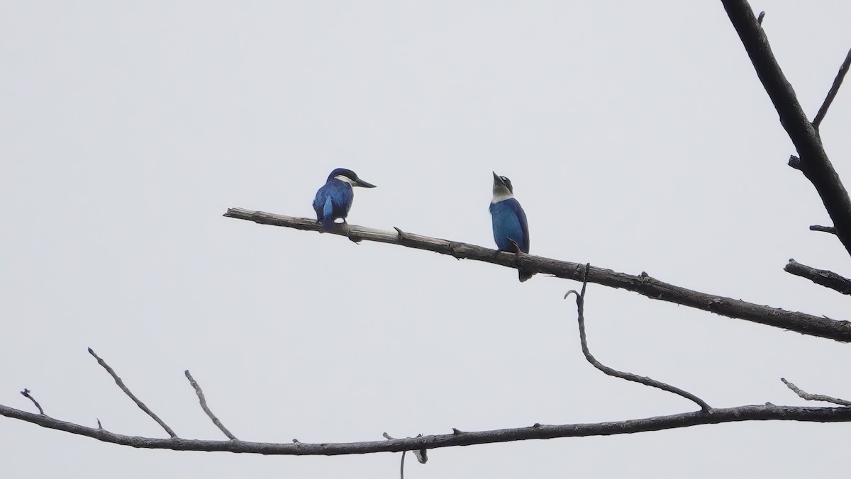 Лазурная альциона - ML646204723