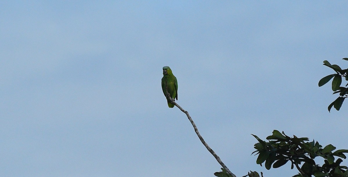 Бледный амазон - ML646204726