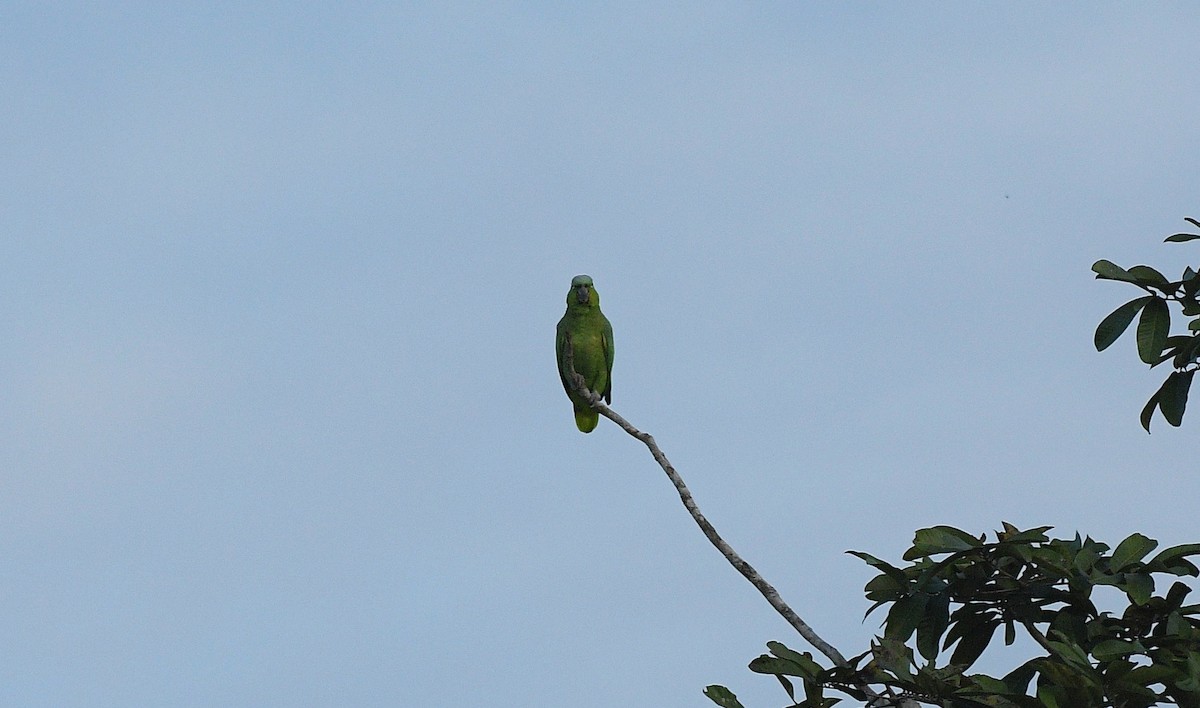 Бледный амазон - ML646204727