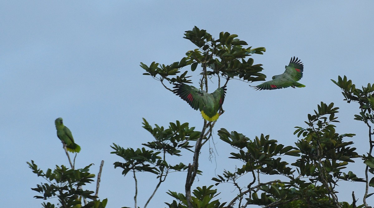 Бледный амазон - ML646204728