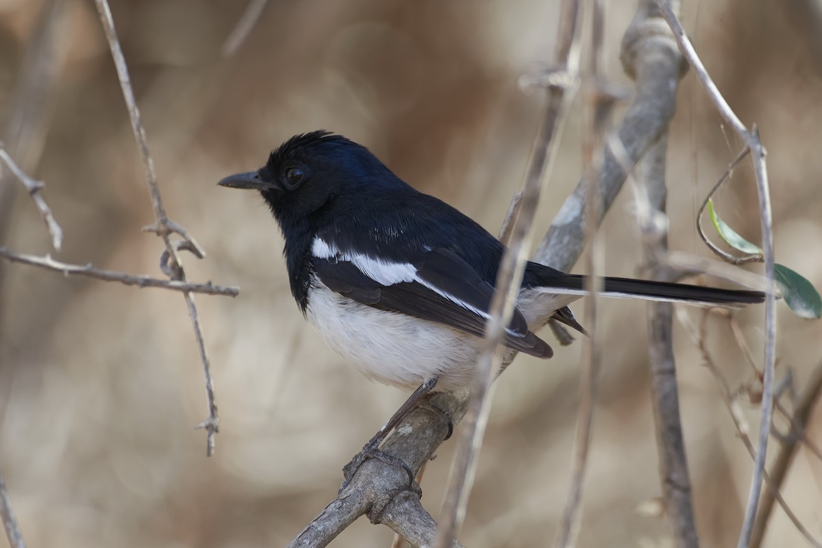 Мадагаскарский шама - ML646204729