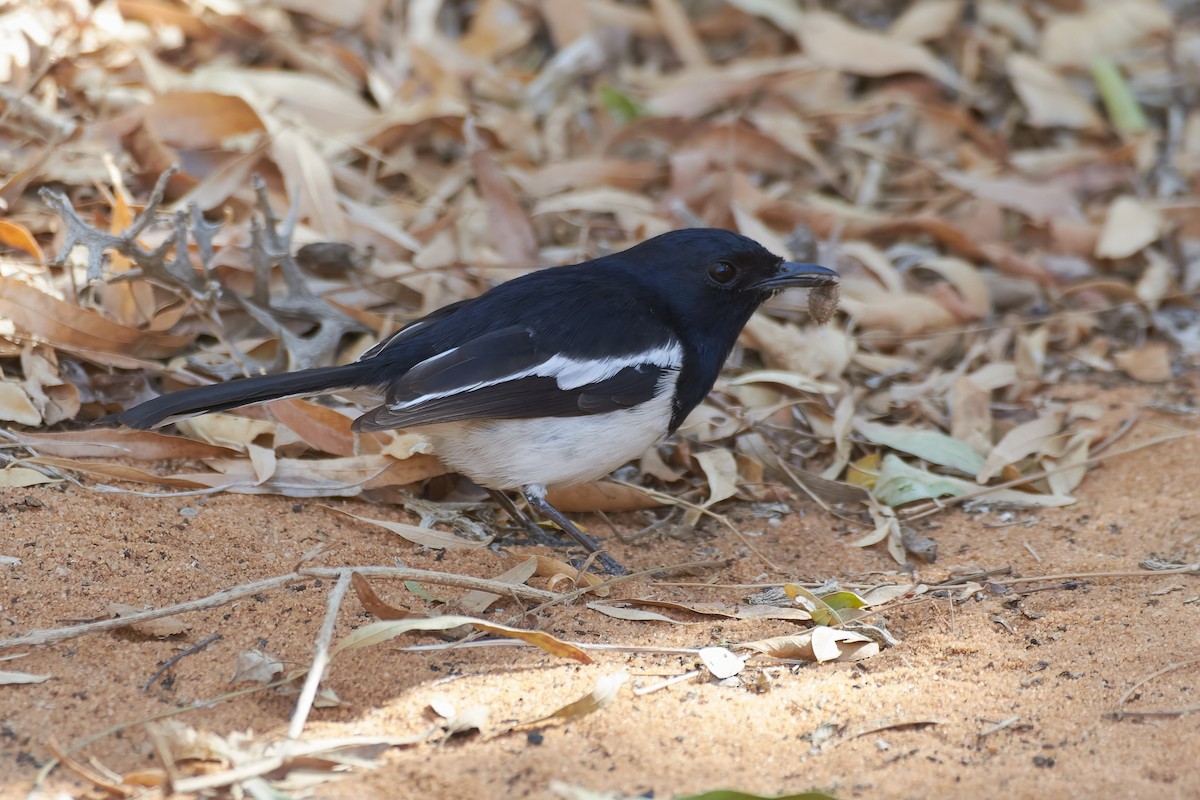 Мадагаскарский шама - ML646204730
