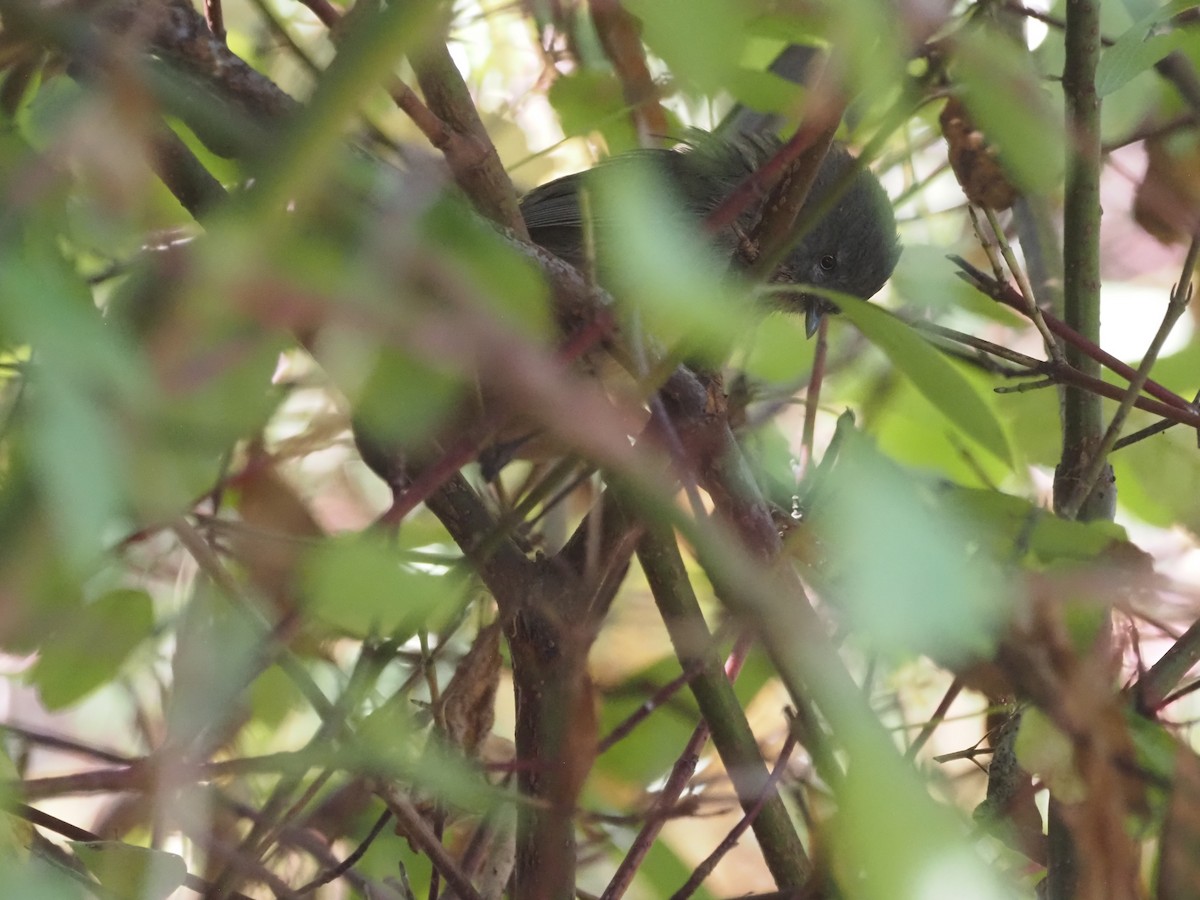 Чапаральница - ML646204731