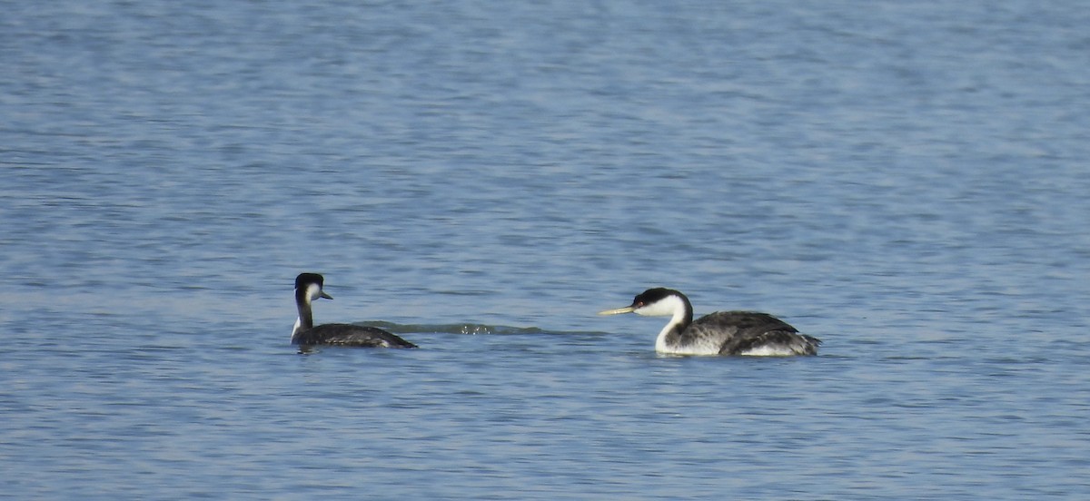 Western Grebe - ML646204735