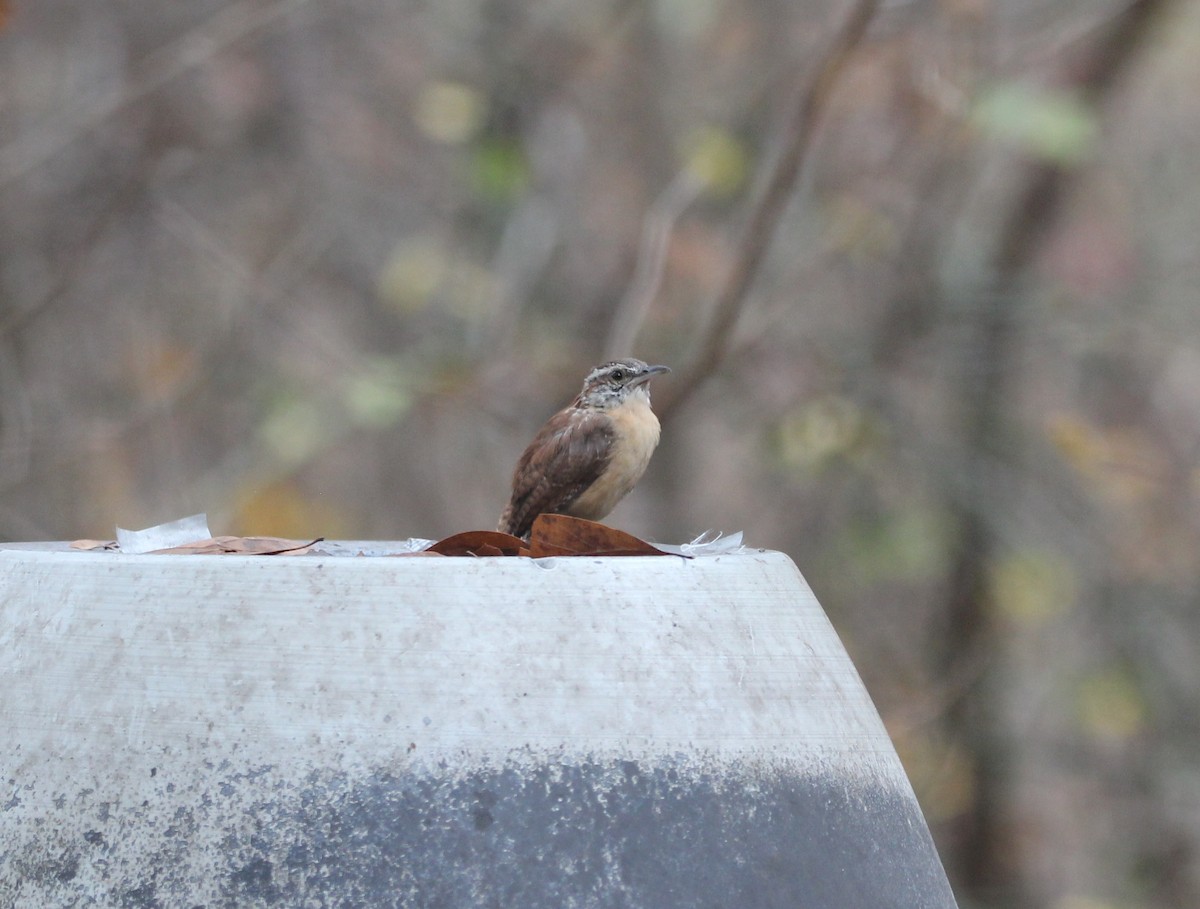 Каролинский крапивник - ML646204736