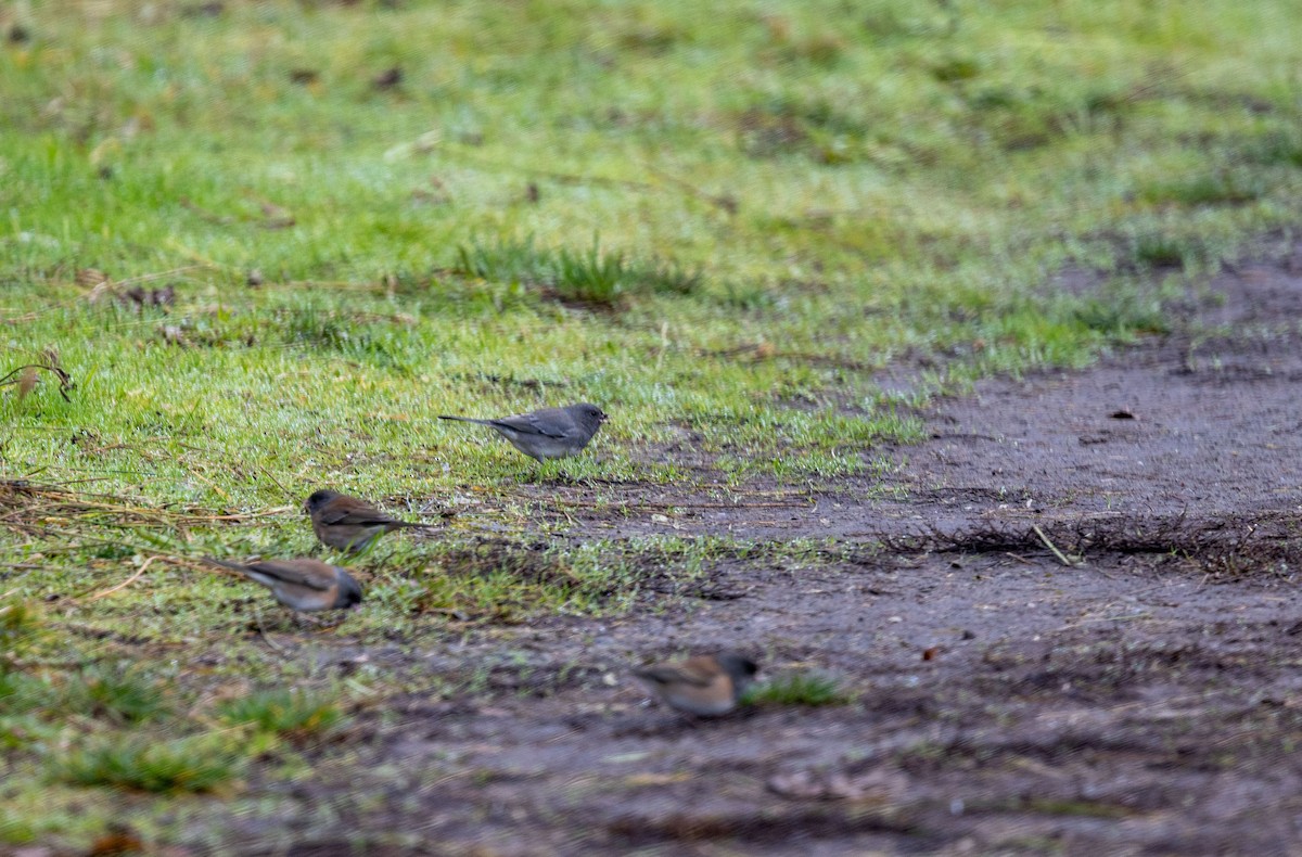 Серый юнко - ML646204737