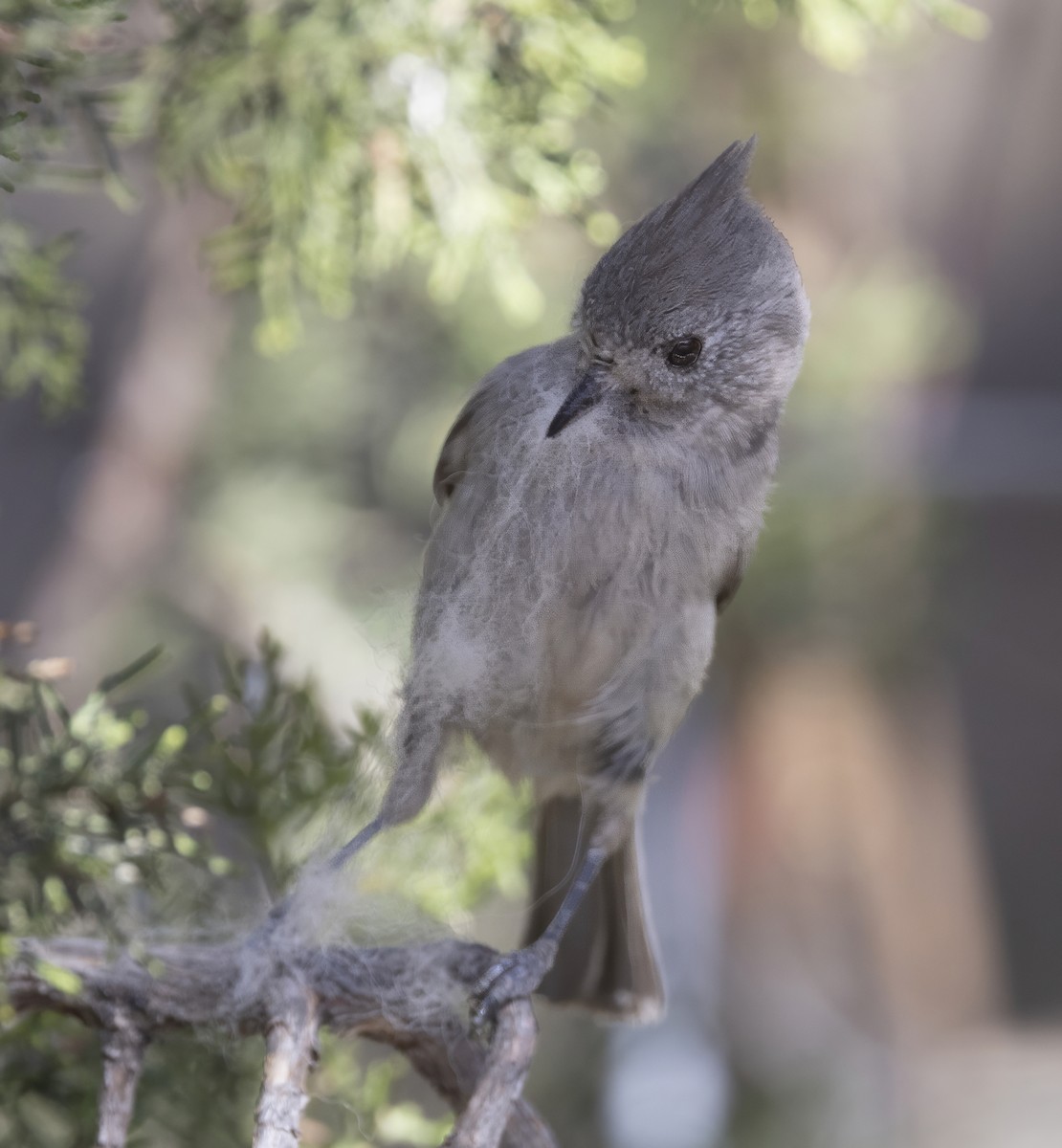 Можжевельниковая гренадерка - ML646204745