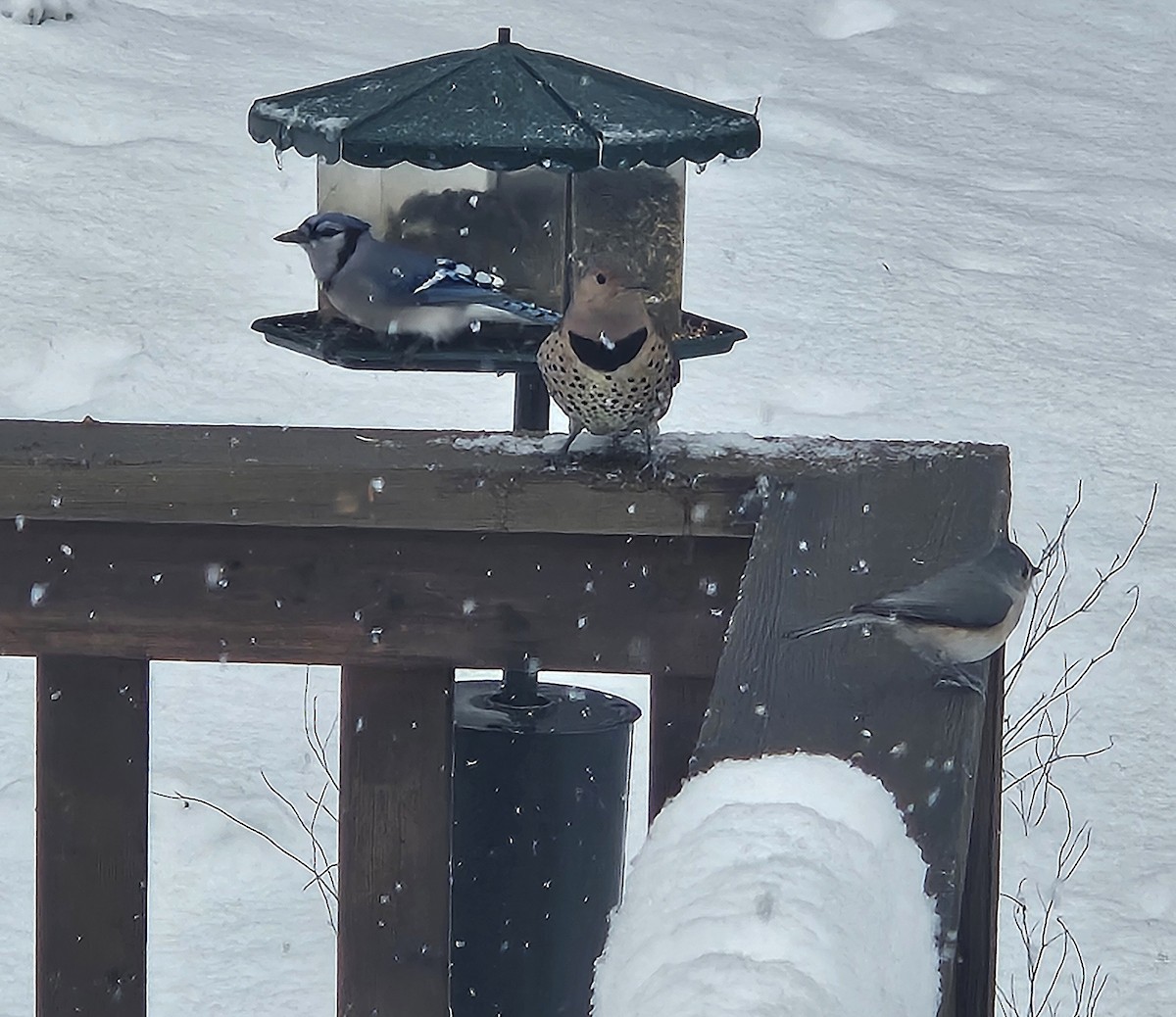 Шилоклювый дятел (auratus/luteus) - ML646204746