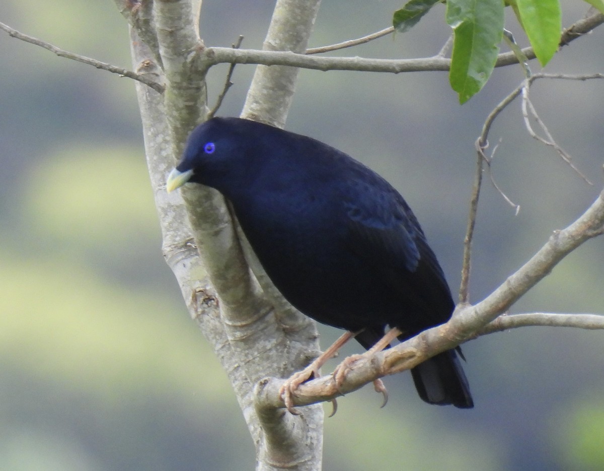 Атласный шалашник - ML646204747