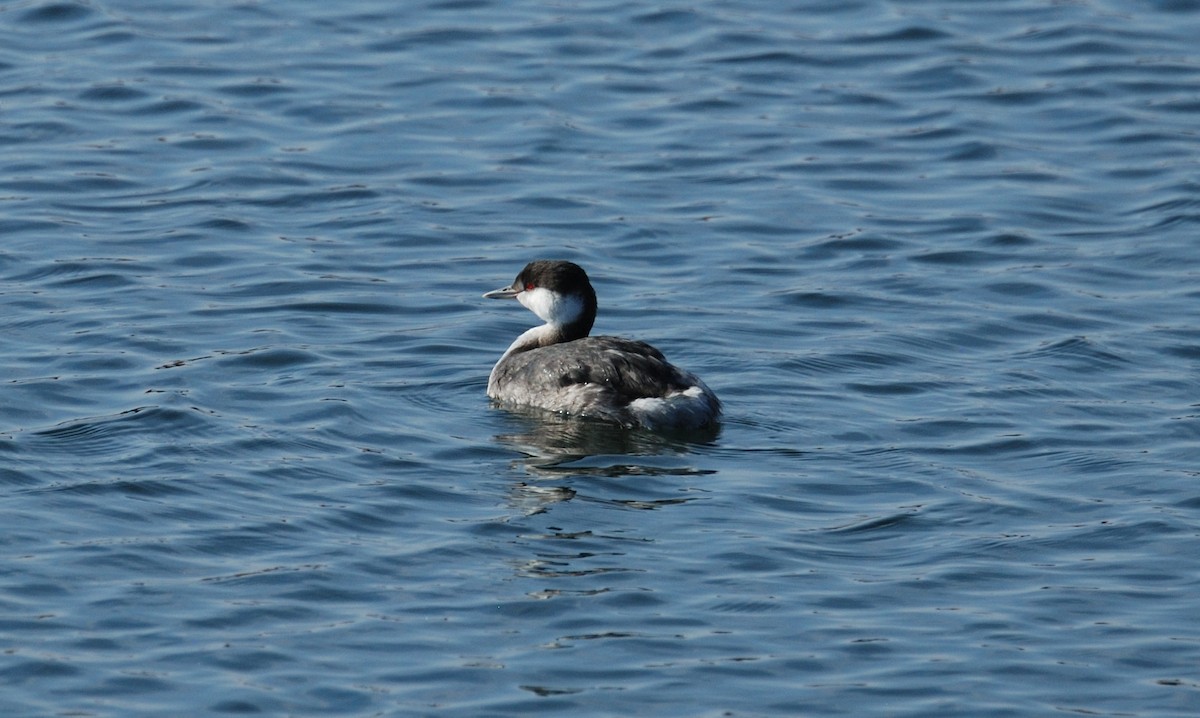 Красношейная поганка - ML646204748