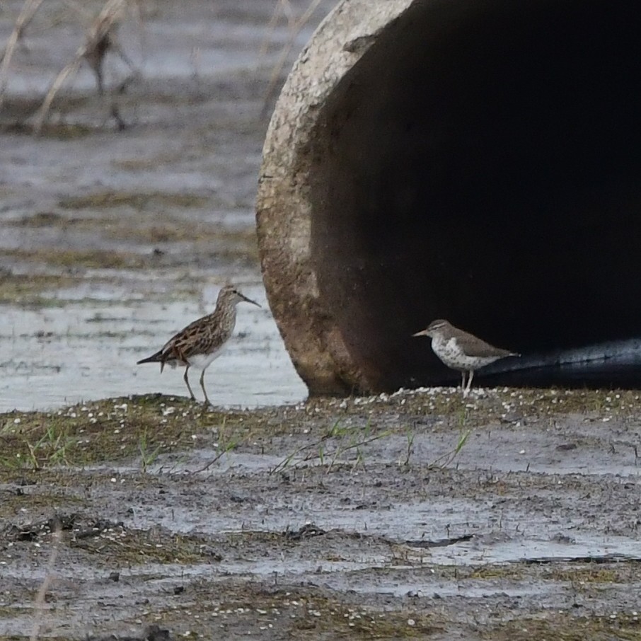 Побережник арктичний - ML646204749