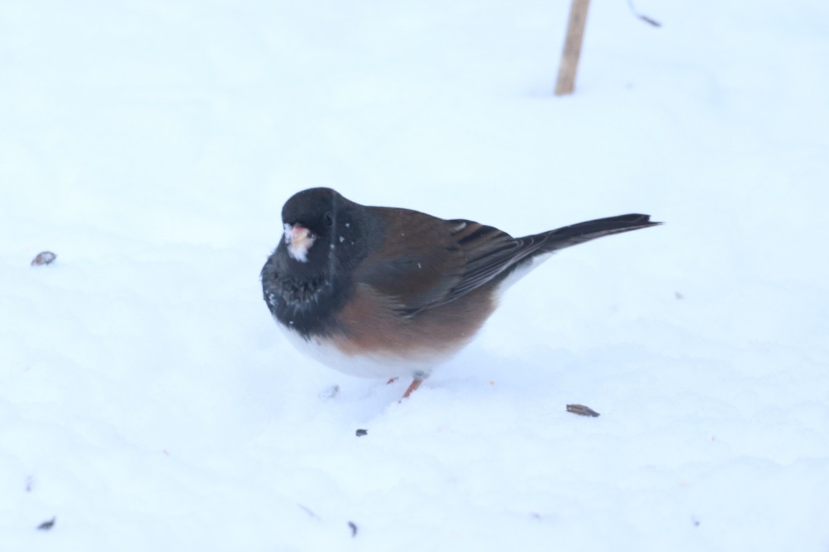 Dark-eyed Junco (Oregon) - ML646204763