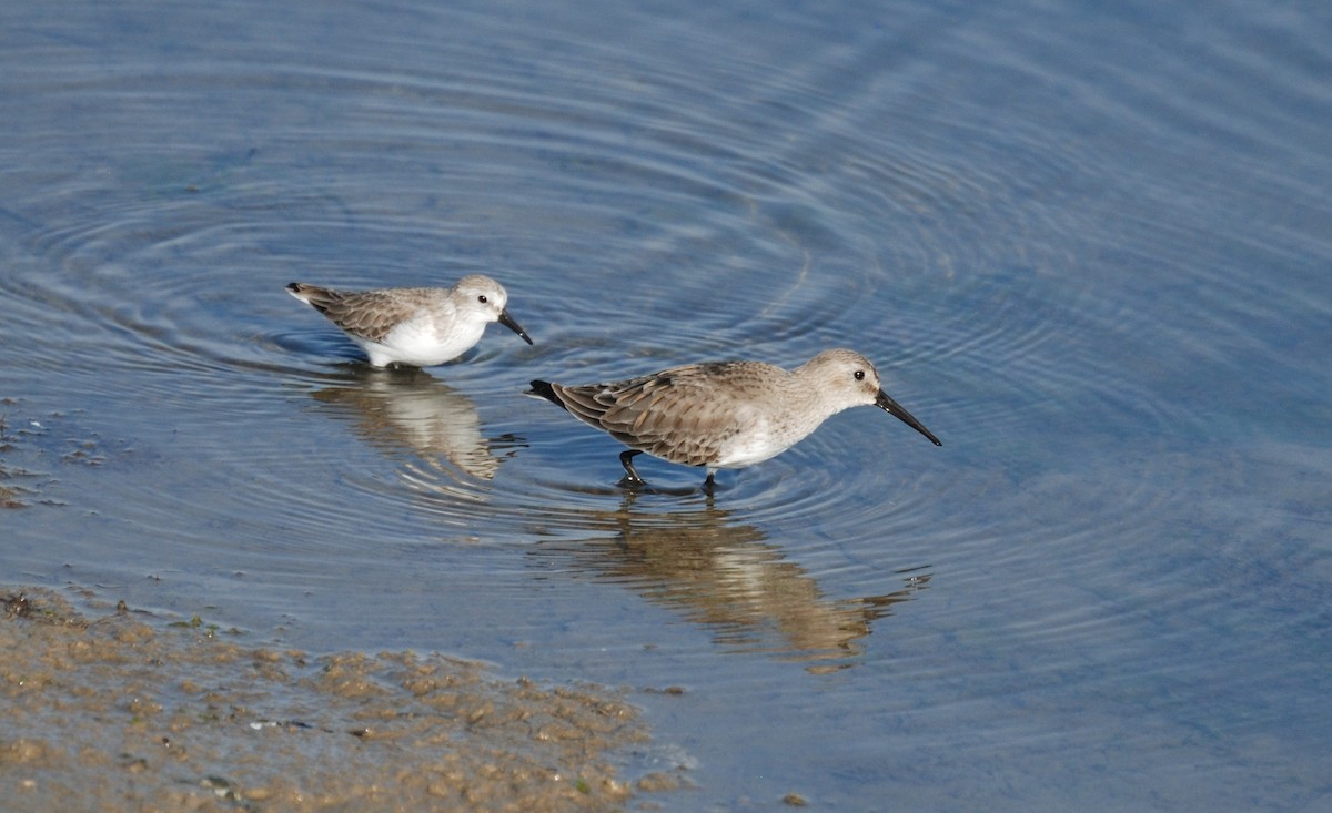 Dunlin - ML646204765