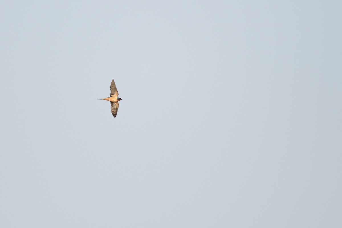 Ластівка сільська - ML646204766