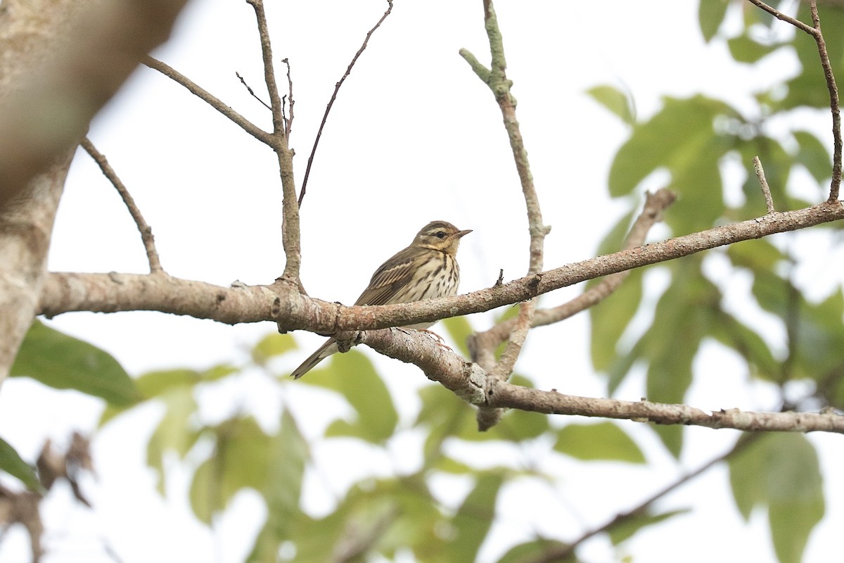 linduška olivová - ML646204770