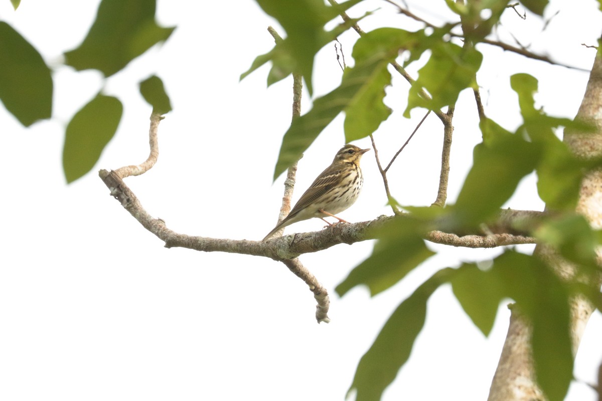 linduška olivová - ML646204771