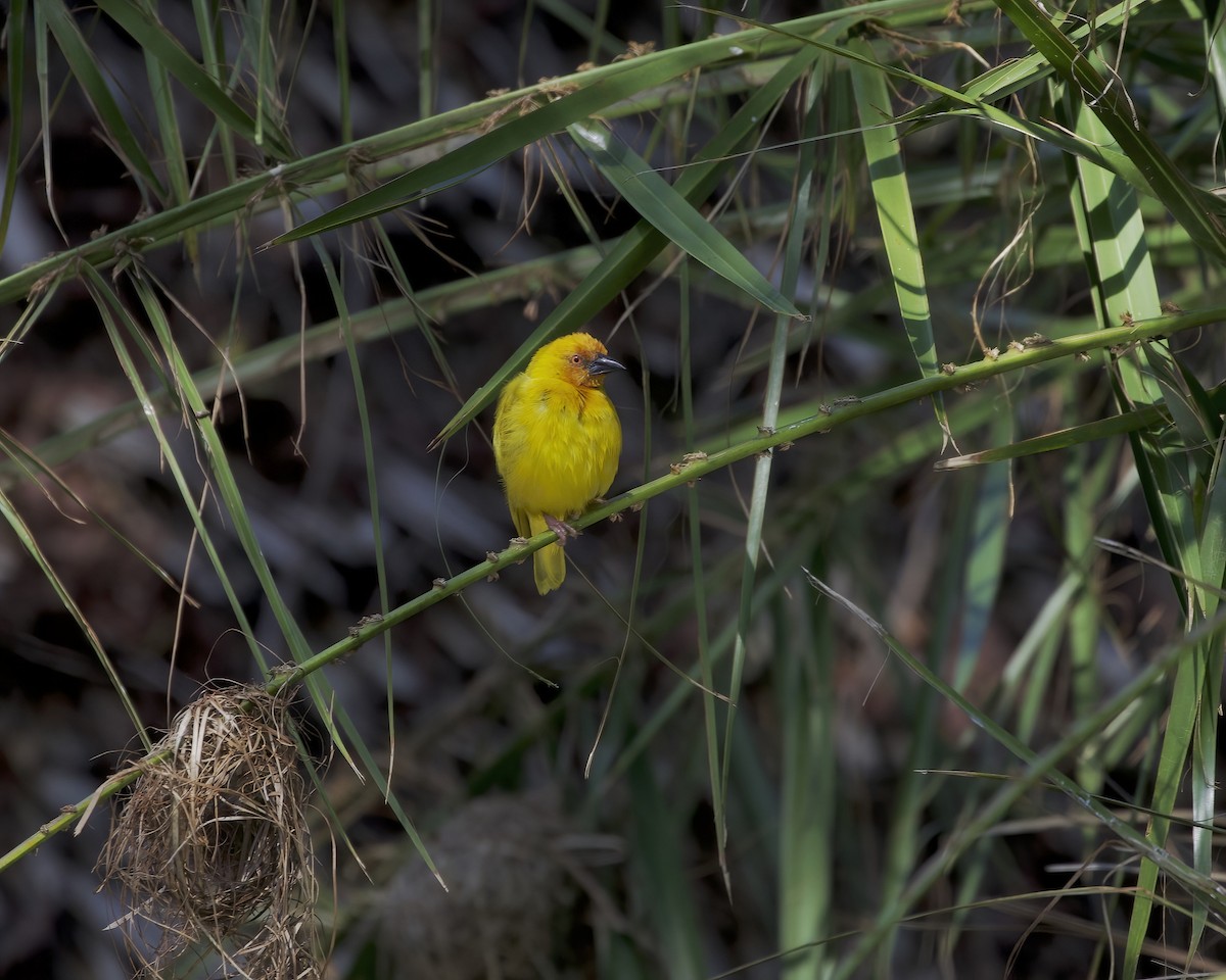 African Golden-Weaver - ML646204772