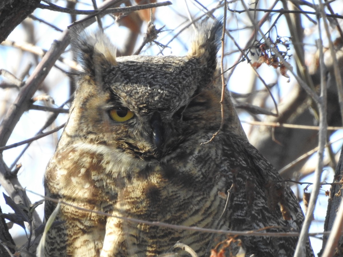 Great Horned Owl - ML646204773