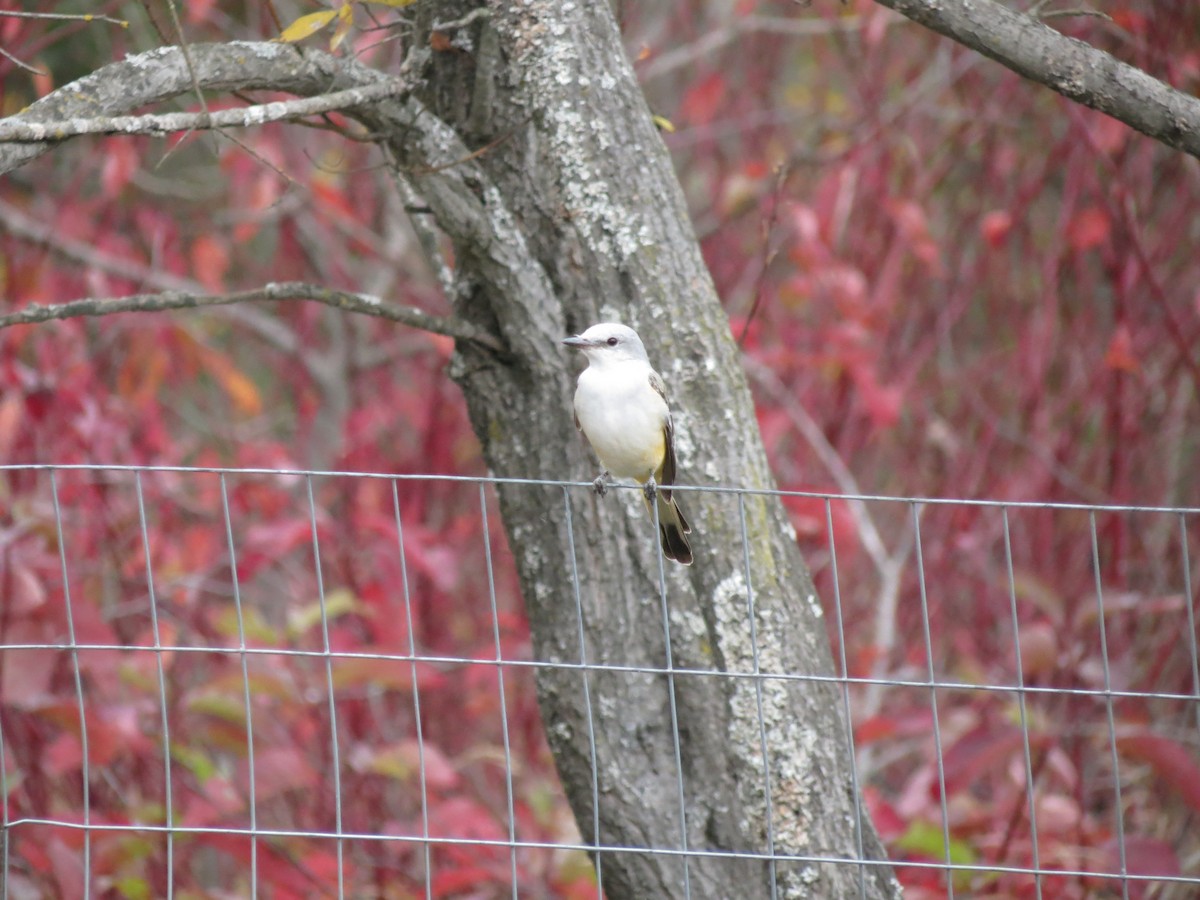 Scissor-tailed Flycatcher - ML646204774